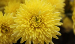 爆菊花视频,揭秘网络爆菊花视频背后的趣味与思考