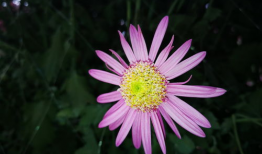 爆菊花视频,揭秘网络爆菊花视频背后的趣味与思考